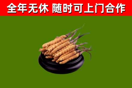 北辰区烟酒回收冬虫夏草.jpg